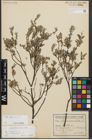 Foto von Salix repens L.
